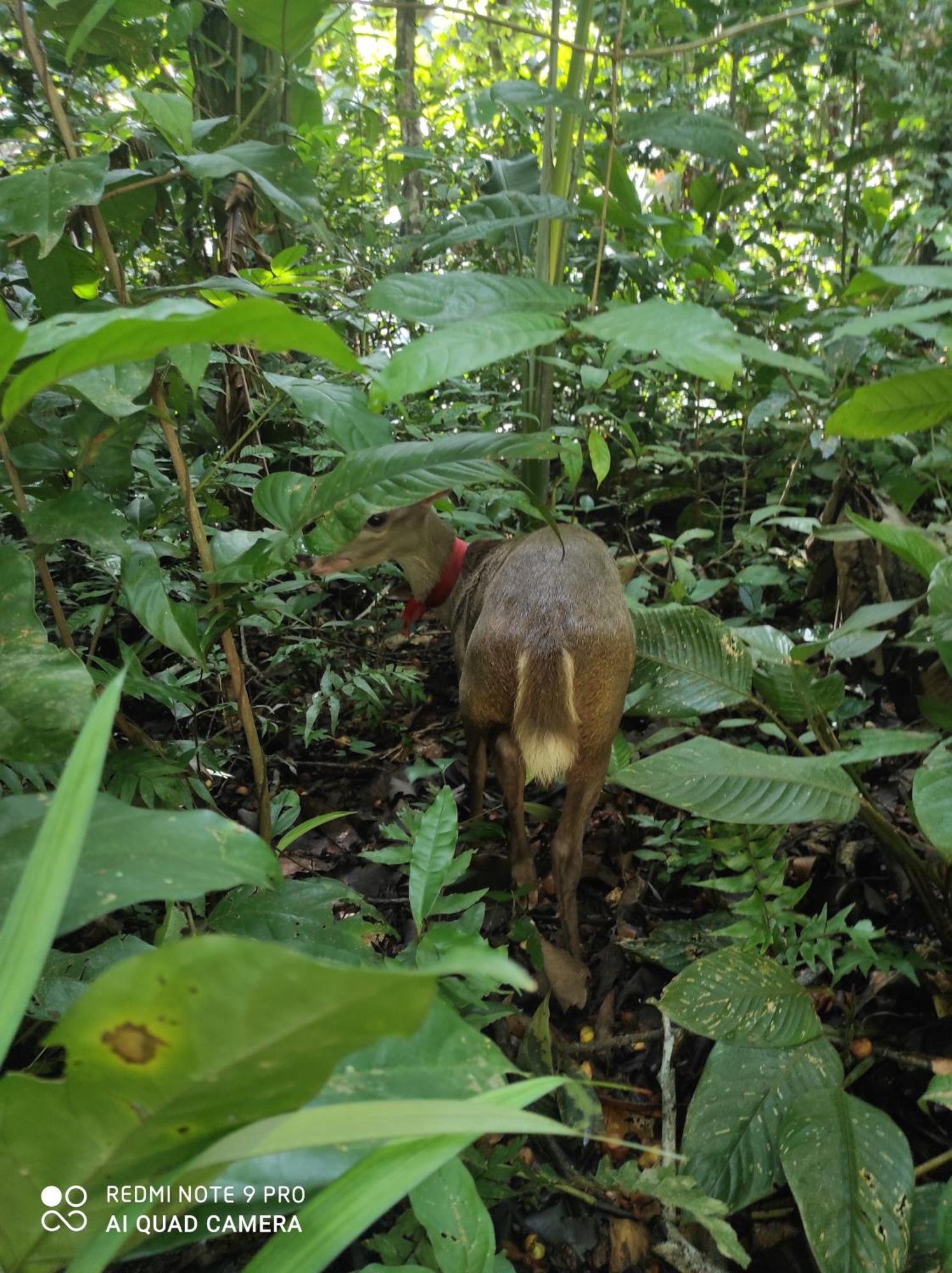 Hostel Castana Amazon Park Puerto Maldonado Zewnętrze zdjęcie