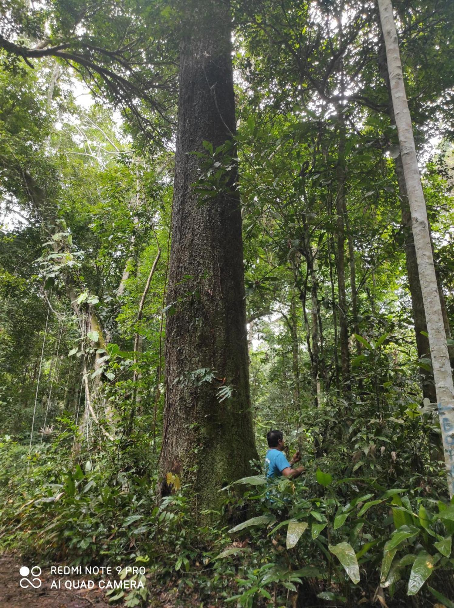 Hostel Castana Amazon Park Puerto Maldonado Zewnętrze zdjęcie
